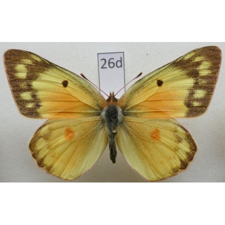 Colias eurytheme Boisduval, 1852 female USA26d